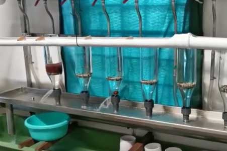 Äscheneier in der Fischzucht